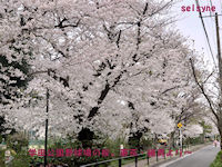 学田公園野球場の桜。東京・練馬より～
