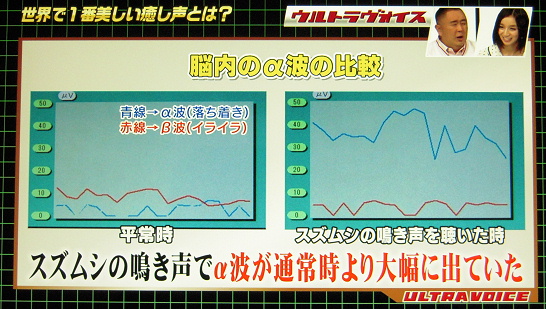 スズムシの鳴き声を聞いているとアルファ波が増強することが紹介された。セルシネ・エイム研究所 スズムシの鳴き声を聞いているとアルファ波が増強することが紹介された。