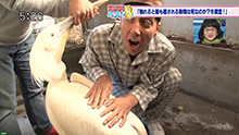 TOKYO MX「５時に夢中！」触れると最も癒してくれる動物は何なのか？を調査。08