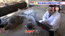 TOKYO MX「５時に夢中！」触れると最も癒してくれる動物は何なのか？を調査。09