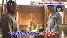 TOKYO MX「５時に夢中！」触れると最も癒してくれる動物は何なのか？を調査。10