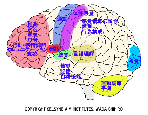 脳部位の機能