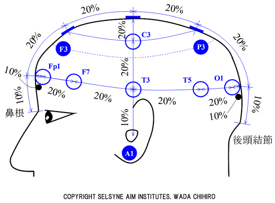 脳波国際10-20法に基づく電極配置図（側面）