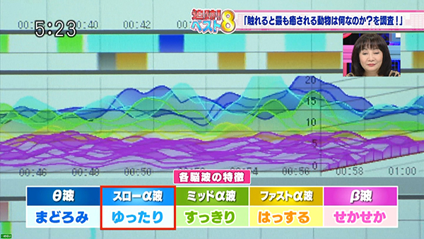 TOKYO MX「５時に夢中！」で、各種動物の癒やし効果を脳波測定で順位づけしました。MindSensor７