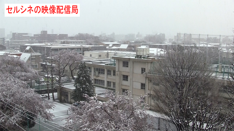 BGV-桜に舞う雪