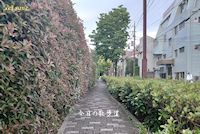 今日の散歩道