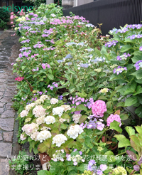 人様の庭だけど、雨に濡れた花が綺麗で傘を差したまま撮りました。東京・練馬より～