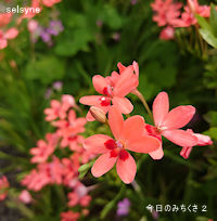 今日のみちくさ ２