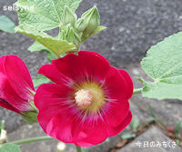今日のみちくさ