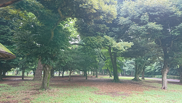 ご用命をいただき、小雨の降る代々木公園の屋根付きベンチで脳波測定をしてきました。清々しかったー。