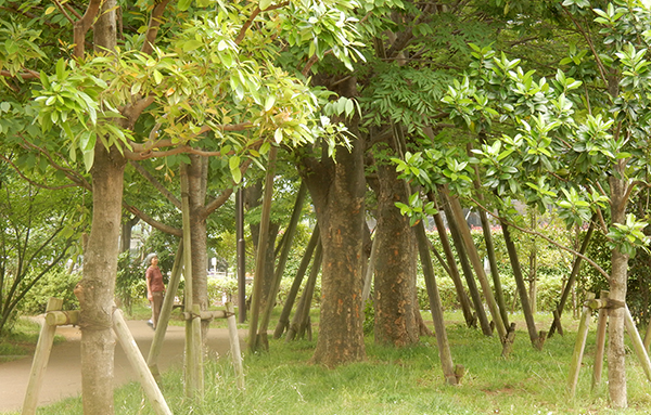 今日午後の散歩コース。練馬区中村南かしわ公園、茂る初夏！ 気持ちいいね～