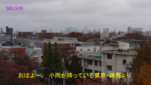 おはよー。　小雨が降っている東京・練馬より