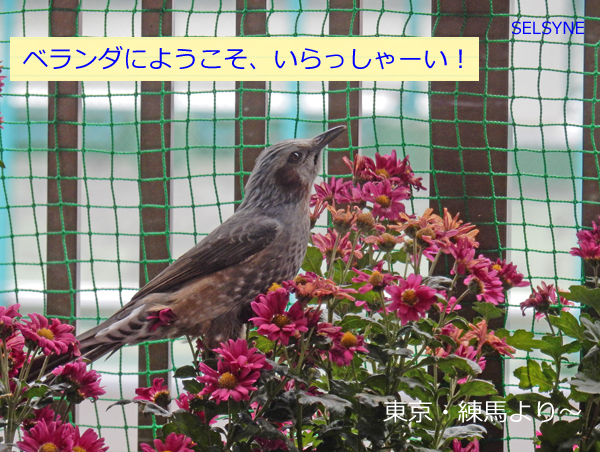 ベランダにようこそ、いらっしゃーい！　東京・練馬より～