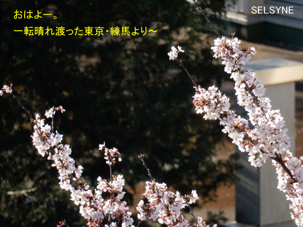 おはよー。一転晴れ渡った東京・練馬より～