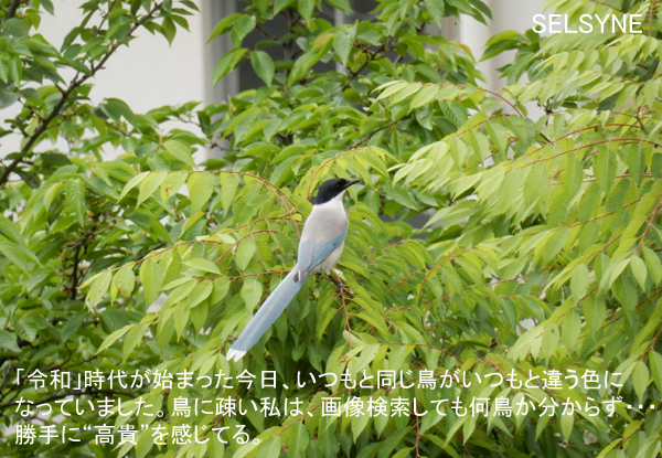 「令和」時代が始まった今日、いつもと同じ鳥がいつもと違う色になっていました。鳥に疎い私は、画像検索しても何鳥か分からず・・・。勝手に“高貴”を感じてる。