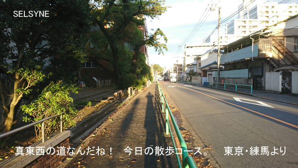 真東西の道なんだね！　今日の散歩コース。東京・練馬より