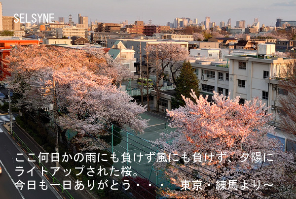 ここ何日かの雨にも負けず風にも負けず、夕陽にライトアップされた桜。今日も一日ありがとう・・・　東京・練馬より～
