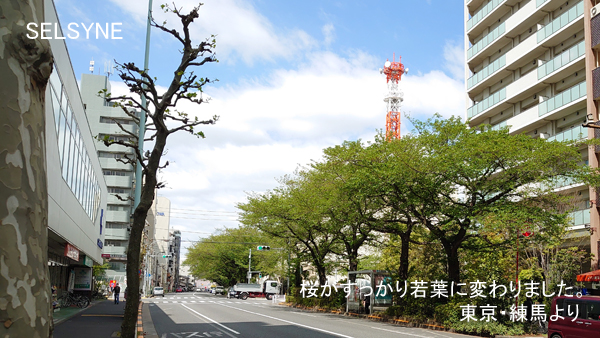 桜がすっかり若葉に変わりました。東京・練馬より