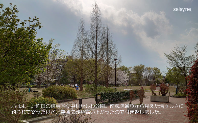 おはよー。昨日の練馬区立中村かしわ公園。南蔵院通りから見えた清々しさに釣られて寄ったけど、突風に砂が舞い上がったので引き返しました。