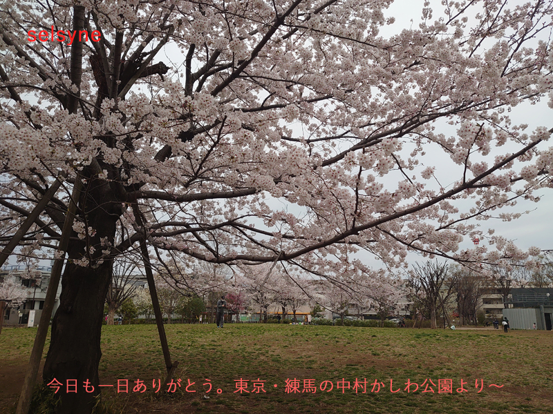 セルシネ・エイム研究所/和田知浩。中村かしわ公園の桜 今日も一日ありがとう。東京・練馬の中村かしわ公園より~