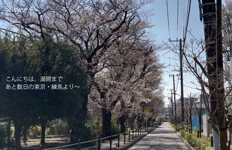 こんにちは。満開まで あと数日の東京・練馬より～