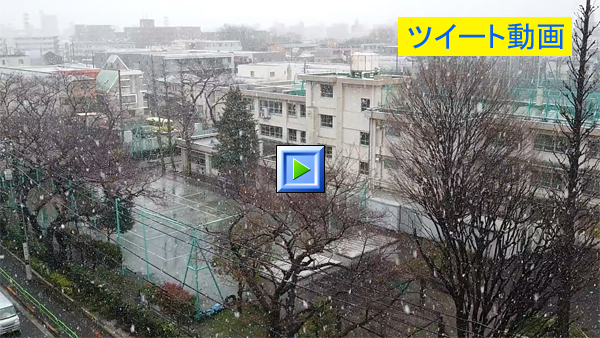 観測史上一番早く桜が開花した日に雪が降るとは・・・